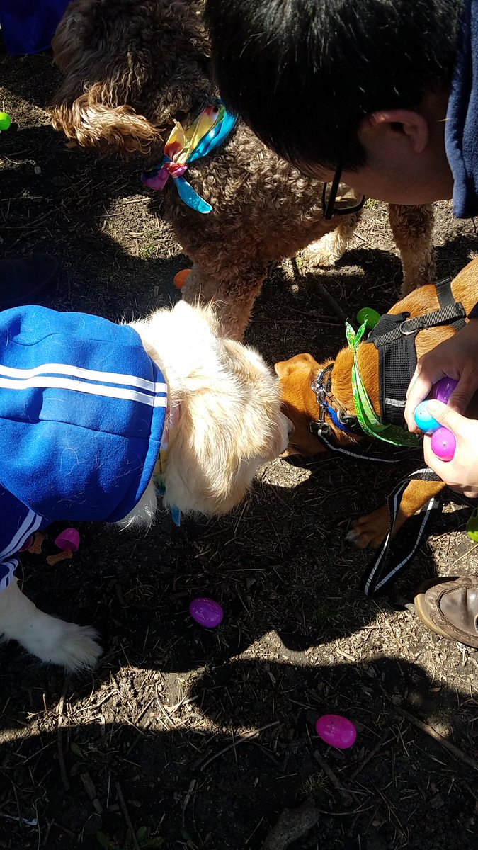 TravelByBubble's tweet photo. #Linus #GoldenMutt #dog #mutt #dogsofig #dogsofchicago #dogsofinstagram #petsofig #petsofchicago #cute #fluffy #whitegermanshepherd #petsofinstagram #SeniorPupSaturday #goodboy #dogpark #hornerpark #easteregghunt #easter https://t.co/0fi1wfeqCR