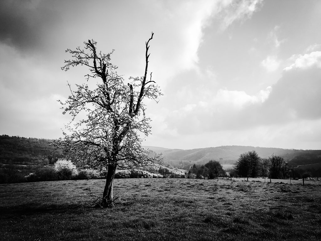 Lonely Tree #maisongaston #soulme #doische #namur #condroz #belgium #belgie #belgique #iphonex #iphoneonly #landscapephotography #landscape #bw #blackandwhite #blackandwhitephotography #hike #hikevibes