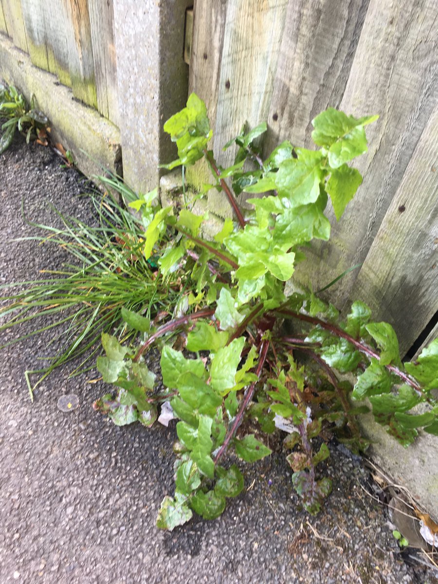 Clean Up Egham (@cleanupegham) on Twitter photo Fine weed specimens (along the allyway to @EghamTesco) have been sprayed with Weedkiller by a RESIDENT today as <a href="/RunnymedeBC/">Runnymede Borough Council</a> never do. Please could you send your mini sweeper along here ASAP as it’s disgustingly dirty with litter. Needs sweeping, not picking! Fine weed specimens (along the allyway to @EghamTesco) have been sprayed with Weedkiller by a RESIDENT today as <a href="/RunnymedeBC/">Runnymede Borough Council</a> never do. Please could you send your mini sweeper along here ASAP as it’s disgustingly dirty with litter. Needs sweeping, not picking!