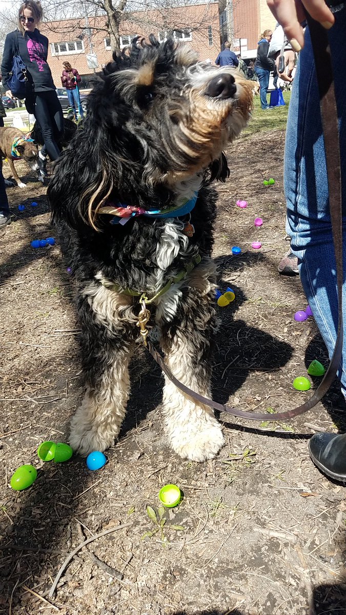 TravelByBubble's tweet photo. #Linus #GoldenMutt #dog #mutt #dogsofig #dogsofchicago #dogsofinstagram #petsofig #petsofchicago #cute #fluffy #whitegermanshepherd #petsofinstagram #SeniorPupSaturday #goodboy #dogpark #hornerpark #easteregghunt #easter https://t.co/SNqDSUg7x3
