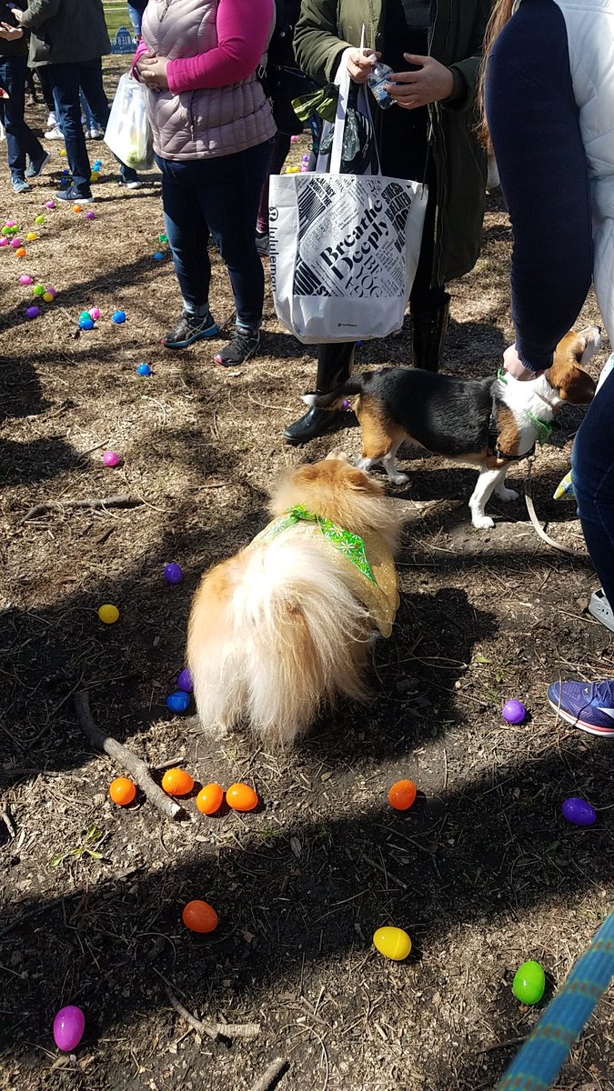 TravelByBubble's tweet photo. #Linus #GoldenMutt #dog #mutt #dogsofig #dogsofchicago #dogsofinstagram #petsofig #petsofchicago #cute #fluffy #whitegermanshepherd #petsofinstagram #SeniorPupSaturday #goodboy #dogpark #hornerpark #easteregghunt #easter https://t.co/SNqDSUg7x3