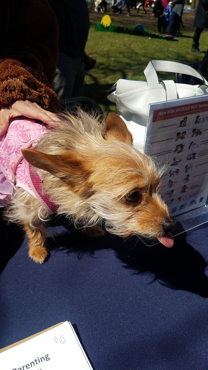 TravelByBubble's tweet photo. #Linus #GoldenMutt #dog #mutt #dogsofig #dogsofchicago #dogsofinstagram #petsofig #petsofchicago #cute #fluffy #whitegermanshepherd #petsofinstagram #SeniorPupSaturday #goodboy #dogpark #hornerpark #easteregghunt #easter https://t.co/4ShVLlPOk9