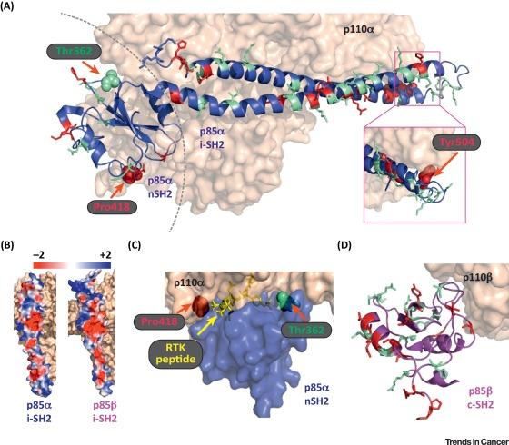 CellPressNews's tweet photo. Now in @trendscancer The Opposing Roles of #PIK3R1 & #PIK3R2 in Cancer - Carrera & colleagues @UAM_Madrid
https://t.co/Q4d32Iyovw https://t.co/aIoJaJI4jn