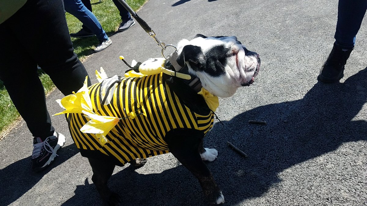TravelByBubble's tweet photo. Costume parade. #Linus #GoldenMutt #dog #mutt #dogsofig #dogsofchicago #dogsofinstagram #petsofig #petsofchicago #cute #fluffy #whitegermanshepherd #petsofinstagram #SeniorPupSaturday #goodboy #dogpark #hornerpark #easteregghunt #easter https://t.co/ll8XXYA6iB