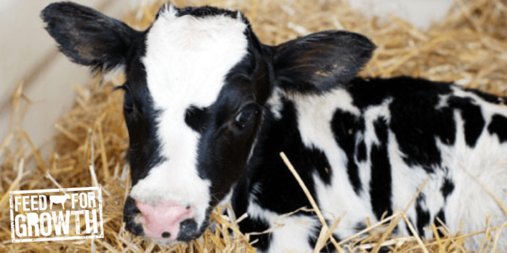FeedForGrowth's tweet photo. ๐ฎHOW MUCH TO FEED THE PRE-WEANED CALF๐ฎ
As a guide a calf will need at least 700g milk powder/day plus ad libitum calf starter, to achieve a growth rate of about 0.7 kg per day.
Source: https://t.co/gkFsRI3RdI
#TeamDairy #Farm365 #Calving18 https://t.co/H0a2FEaksF