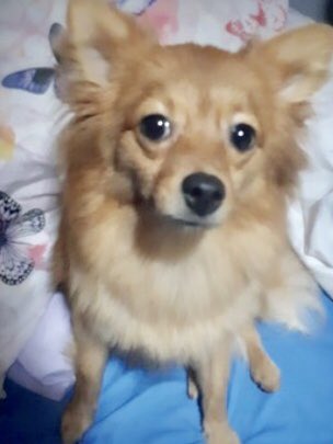 🎉 HARPER - the Ginger Pomeranian from Old Colwyn, Wales has been FOUND & is REUNITED, thank you for the RTs!  #LL29 #oldcolwyn #wales #pomeranian #reunited