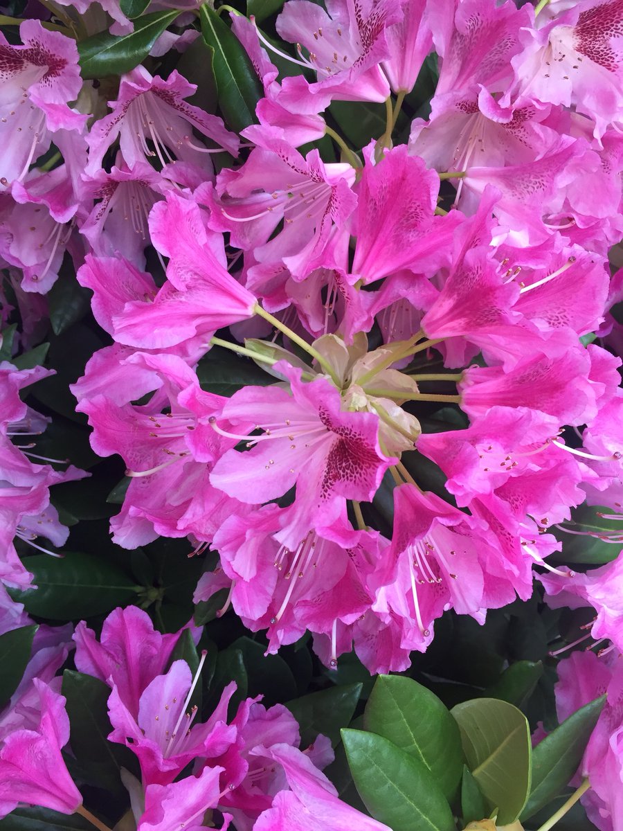 In bloom #azalea #april #milano