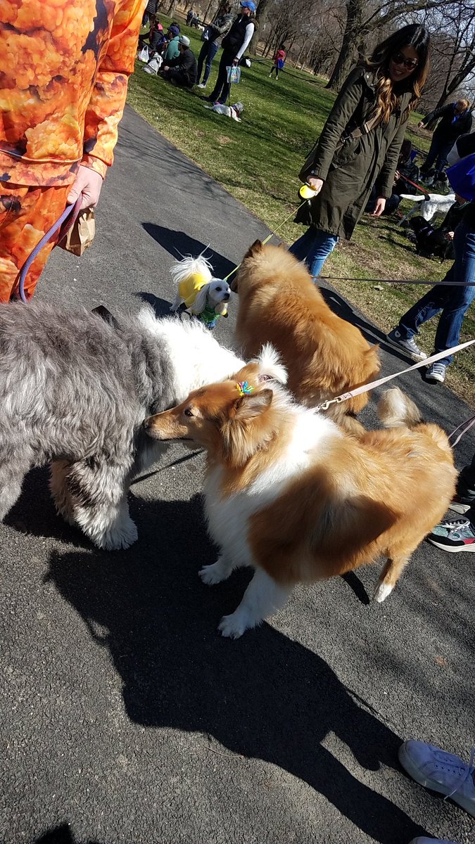 TravelByBubble's tweet photo. #Linus #GoldenMutt #dog #mutt #dogsofig #dogsofchicago #dogsofinstagram #petsofig #petsofchicago #cute #fluffy #whitegermanshepherd #petsofinstagram #SeniorPupSaturday #goodboy #dogpark #hornerpark #easteregghunt #easter https://t.co/Duszpl7TzU