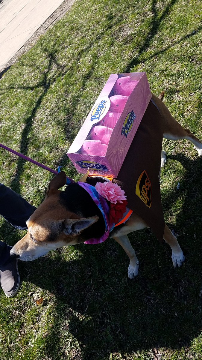 TravelByBubble's tweet photo. #Linus #GoldenMutt #dog #mutt #dogsofig #dogsofchicago #dogsofinstagram #petsofig #petsofchicago #cute #fluffy #whitegermanshepherd #petsofinstagram #SeniorPupSaturday #goodboy #dogpark #hornerpark #easteregghunt #easter https://t.co/Duszpl7TzU