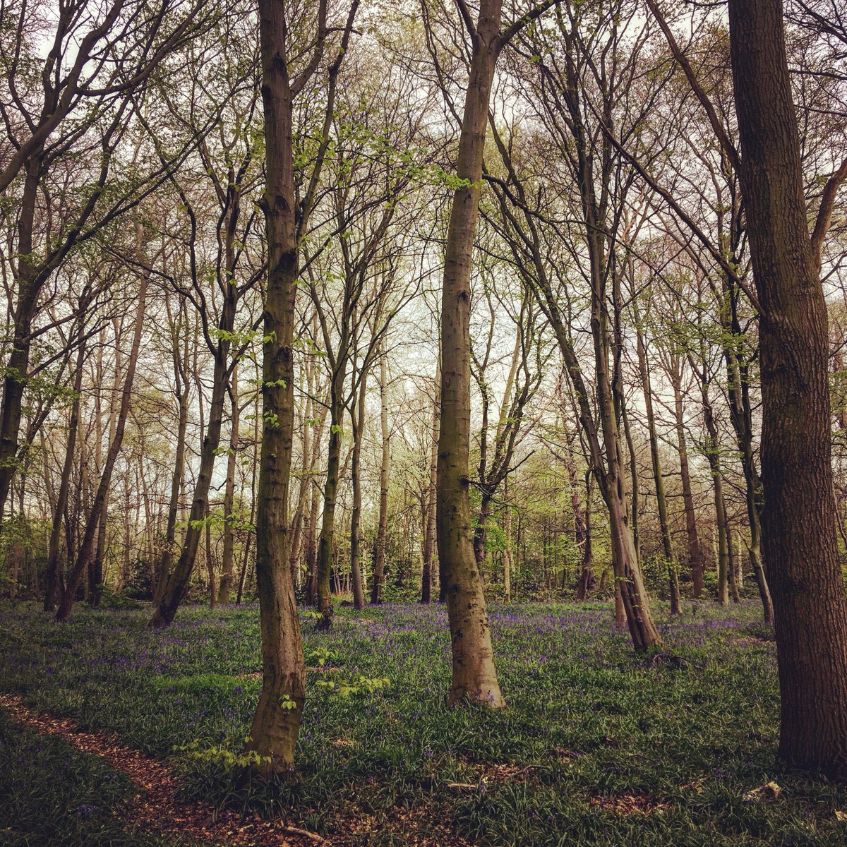 I ran through the bluebell woods today, pulled something in my knee and am now at home drinking wine, but it was lovely at the time.  🏃🏼‍♀️🌳🌳✌🏻