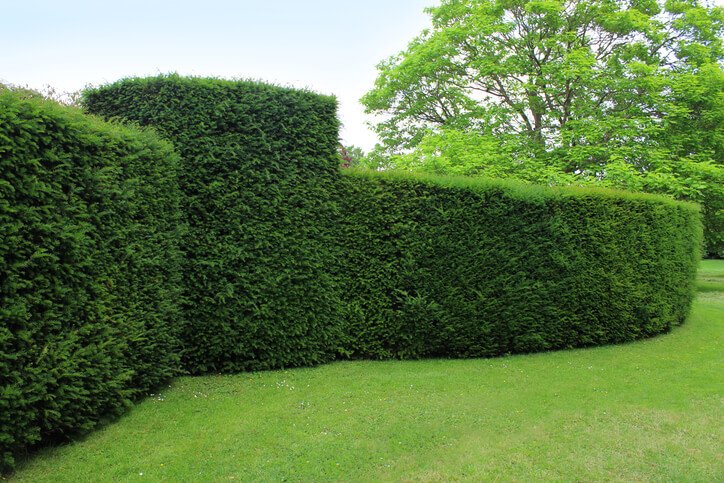 HedgeXpress's tweet photo. Known as the '#KingofHedging', English #Yewhedges (or #TaxusBaccata) are an ideal choice for shaping formal displays, creating #privacy or reducing noise: https://t.co/604Je1aC4l https://t.co/CMjobndztr