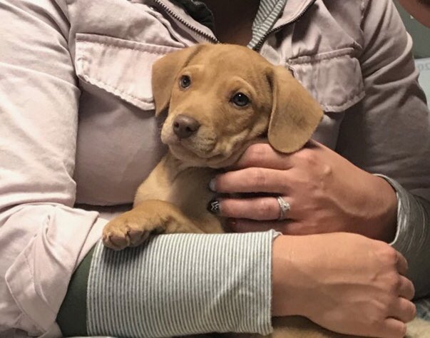 timmyc1979's tweet image. Everyone meet Piper. #newestaddition