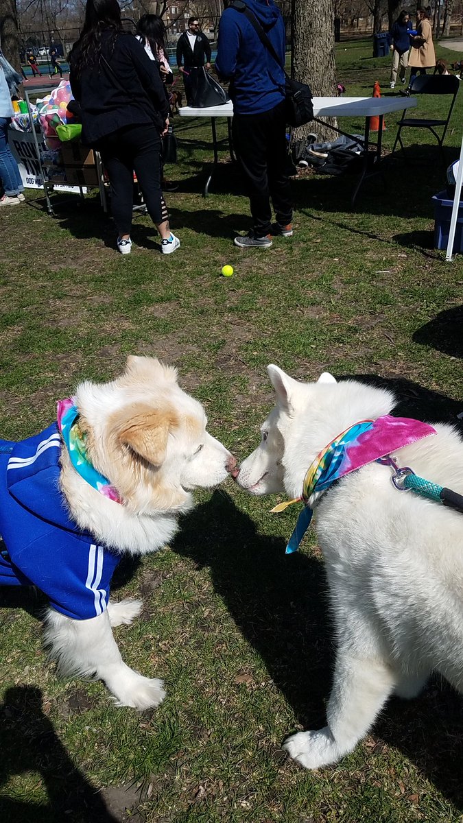 TravelByBubble's tweet photo. #Linus #GoldenMutt #dog #mutt #dogsofig #dogsofchicago #dogsofinstagram #petsofig #petsofchicago #cute #fluffy #whitegermanshepherd #petsofinstagram #SeniorPupSaturday #goodboy #dogpark #hornerpark #easteregghunt #easter https://t.co/rQ4veiIjfG