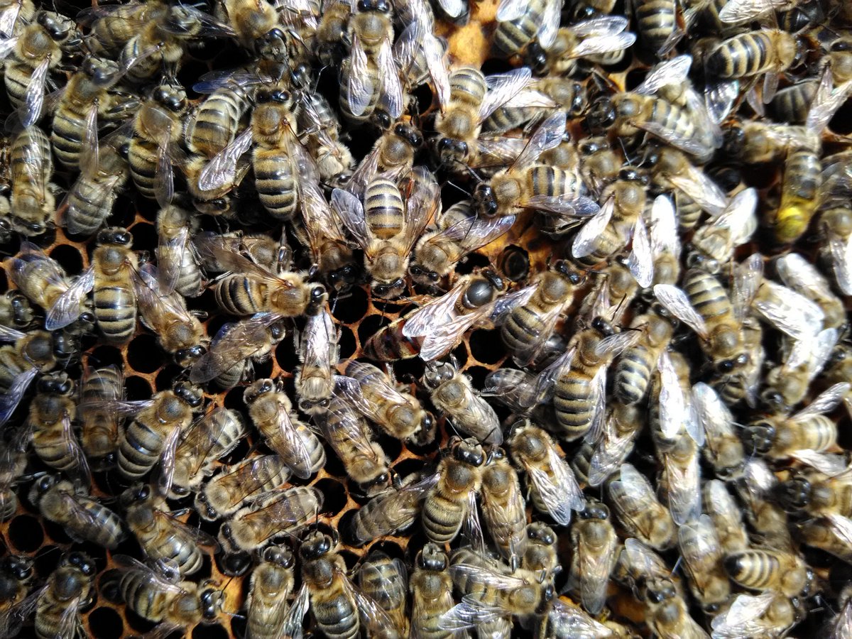 AlekoPapava's tweet photo. Caucasian Bees https://t.co/Tmsii6m0Du
