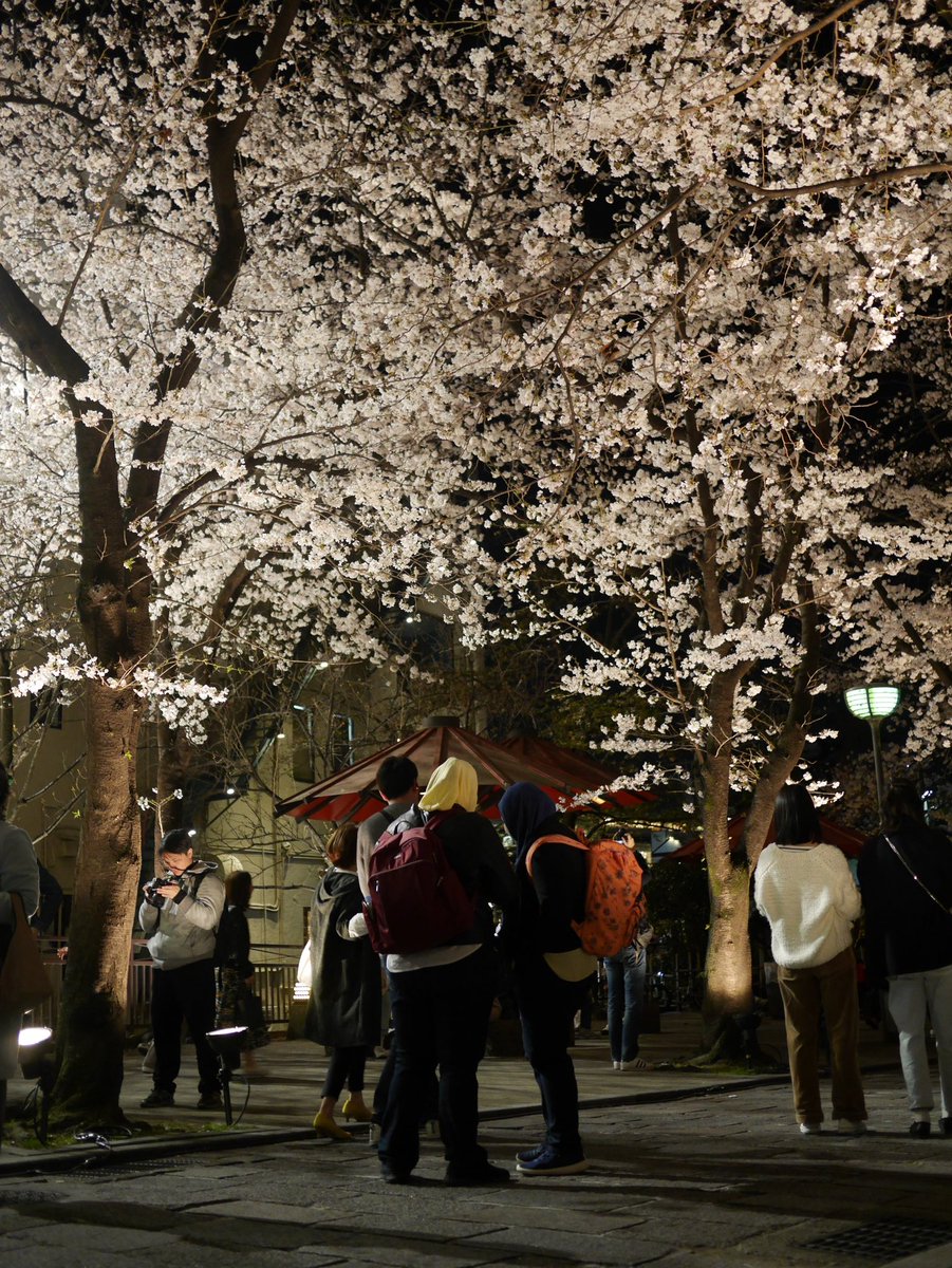 祇園白川宵桜 祇園白川宵桜