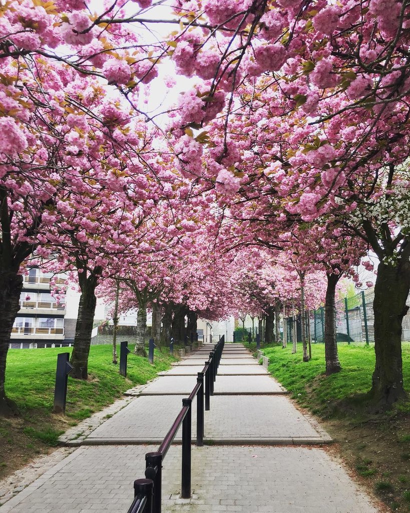Visitbrussels On Twitter A Sunday Stroll On The Outskirts Of Brussels This Was Taken By Aurore Her Instagram In Evere But Did You Know You Can Find Beautiful Cherry Blossoms In This