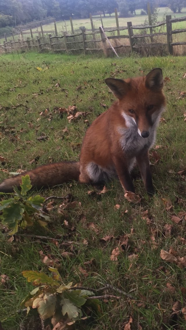 LynneFdF's tweet image. The final few meets of this seasons hunting are ending. It won’t be long before they start again, please support your local sab groups, protest, sign petitions, contact your MP #banhuntingwithdogs #banfoxhunts