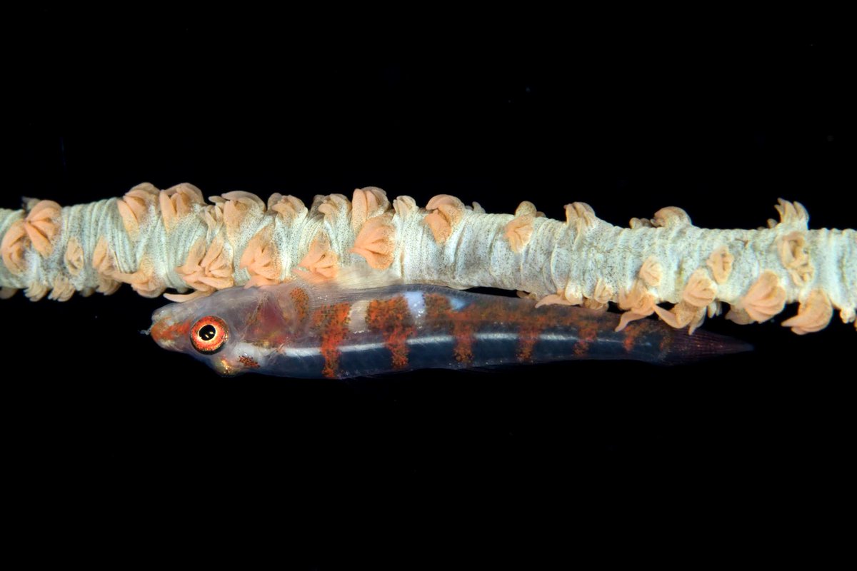 underwaterspot's tweet photo. The Whip Coral Goby is a tiny fish that lives on wire coral. It has a semi transparent body and moves speedily up and down the coral. We had to break out the macro lens for this one!
.
#scuba #diving #scubadiving #underwatermacro #underwatermacrophotography https://t.co/n1egmVHUQK