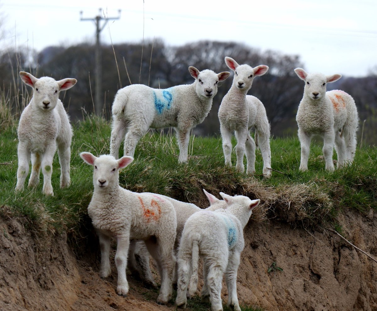 Cooperative lambs posing today.