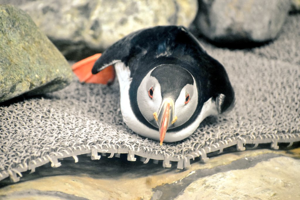 油絵 専用 お困り顔のいやし鳥パフィン 油絵 専用 お困り顔のいやし鳥