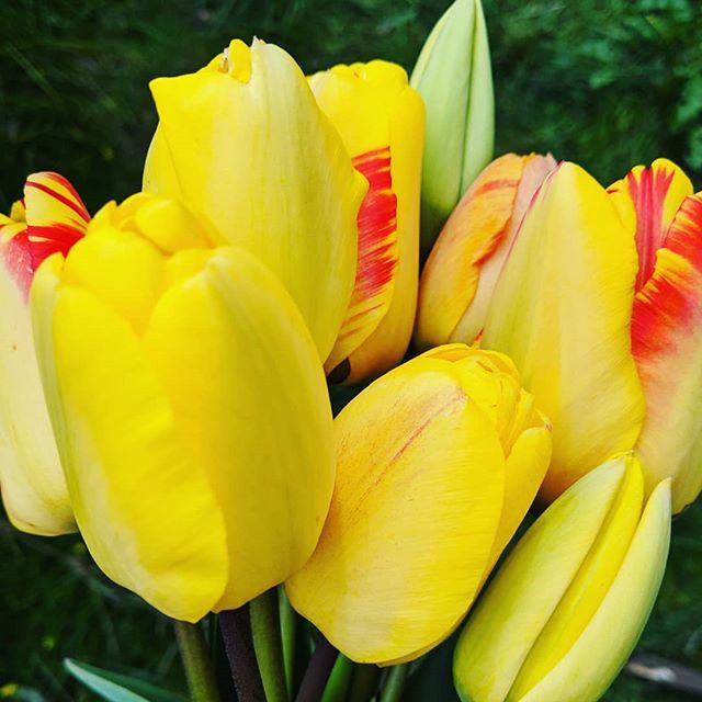 Tulips from the allotment. 🌷#growyourown #growyourownflowers #tulips #yellow #yellowinmyfeed #allotment #allotmentlife🌱 #grownnotflown bit.ly/2XdifEm