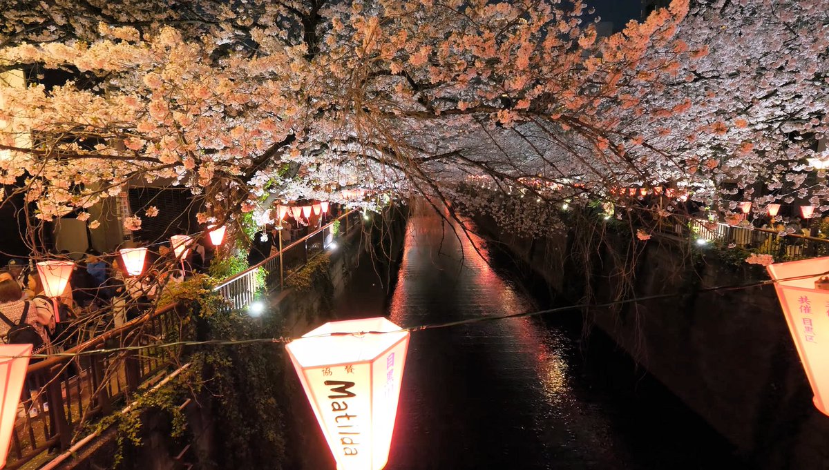 Takumi_no_Sekai's tweet photo. Japon : Les cerisiers de nuit le long de la rivière Meguro à Tokyo
https://t.co/7xxg8DugPH
#Japon #Meguro #MeguroRiver #目黒川 #Tokyo #東京 https://t.co/kFRUuy4eLW