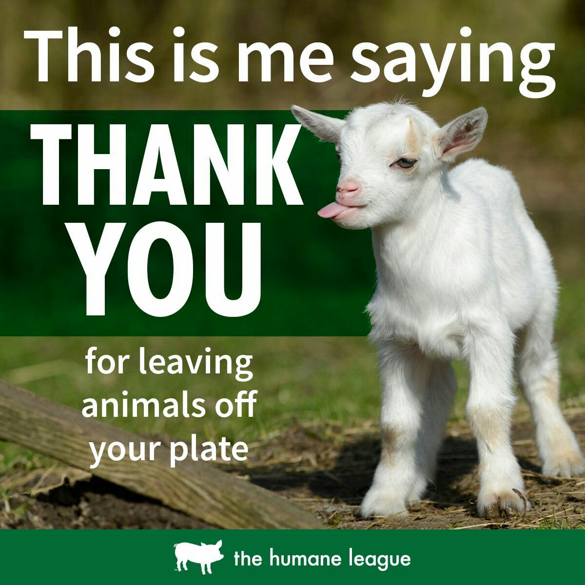 thevegansnuts's tweet photo. This #Easter and after that, please leave babies off your plates! Yes lambs are babies! If you wouldn't eat a human baby why eat a baby from another species? Leave all animals off your plates and eat plants instead. Stop consuming death #vegan #veganfortheanimals #antispeciesism https://t.co/TAOm51CxCO