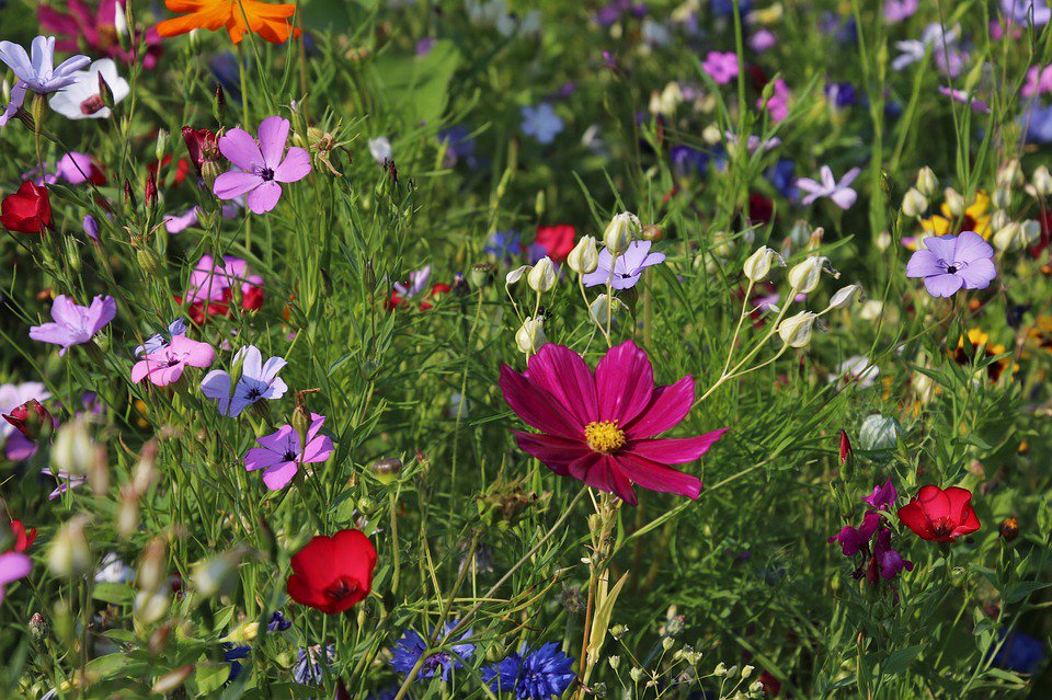 AurifyGaming's tweet photo. What do you #plant in your #garden? Post a #picture of your garden! #NationalGardeningDay #gardeners #seeds #homegrown #grow #vegetables #fruit #flowers #houseplants #celebrate https://t.co/blR12gkyQS