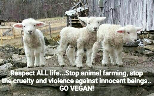 thevegansnuts's tweet photo. This #Easter and after that, please leave babies off your plates! Yes lambs are babies! If you wouldn't eat a human baby why eat a baby from another species? Leave all animals off your plates and eat plants instead. Stop consuming death #vegan #veganfortheanimals #antispeciesism https://t.co/TAOm51CxCO