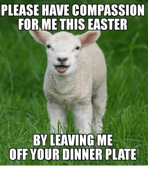 thevegansnuts's tweet photo. This #Easter and after that, please leave babies off your plates! Yes lambs are babies! If you wouldn't eat a human baby why eat a baby from another species? Leave all animals off your plates and eat plants instead. Stop consuming death #vegan #veganfortheanimals #antispeciesism https://t.co/TAOm51CxCO