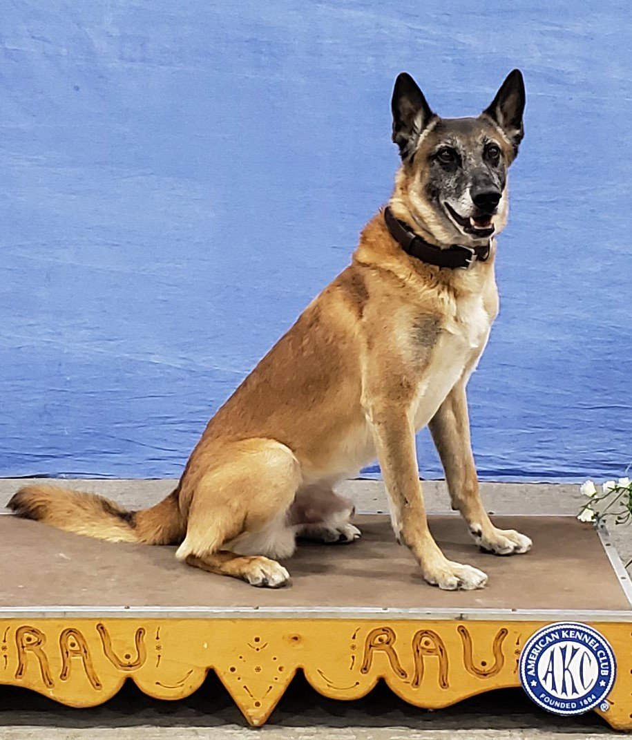 saktothepoint's tweet photo. #K9 Peiper got the play "show dog" at the dog show. Thank you #RauDogShows for your generous gift for the K9 Unit! #Harrisburg #livepd #malinois #BelgianMalinois #bitework #Patroldog #K9LivesMatter #AKC #AKCdogs #showmethebite https://t.co/IixTD5rUww