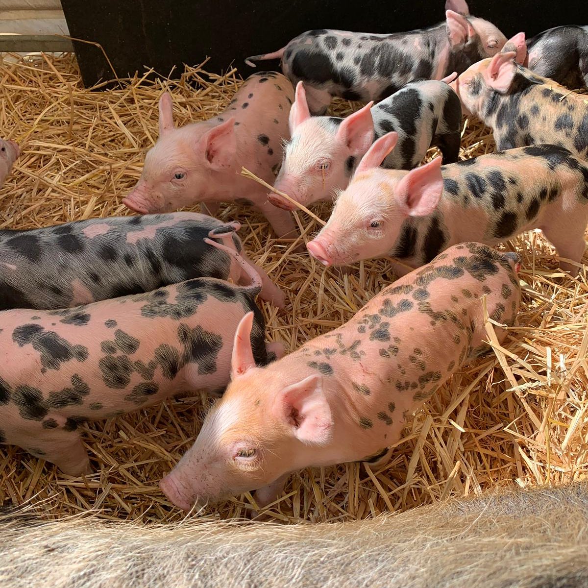 We have lots of baby animals to see <a href="/HattonWorld/">Hatton Country World</a> #piglets