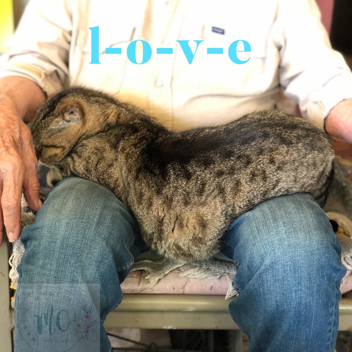 drmaricampbell's tweet photo. What love and trust look like💗#countrylife #ranchcat #love #trust #downhome #texas https://t.co/ZQ1EdkwEXD