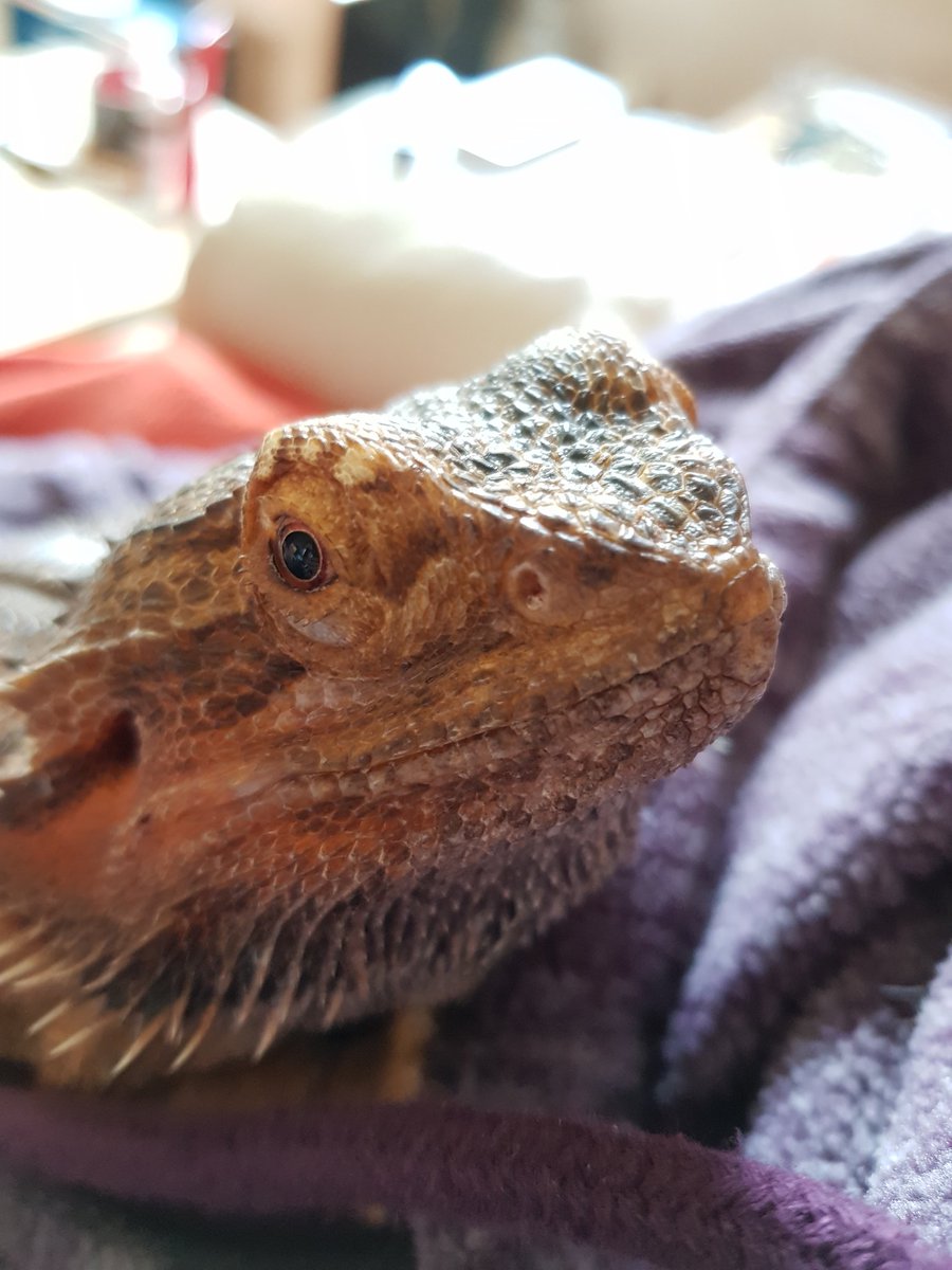 Bearded_Dexter's tweet photo. Hope everyone is having a lovely weekend!! #dexter #beardeddragon #reptile #dragon #sunday #weekend https://t.co/zYMYJv4uIv