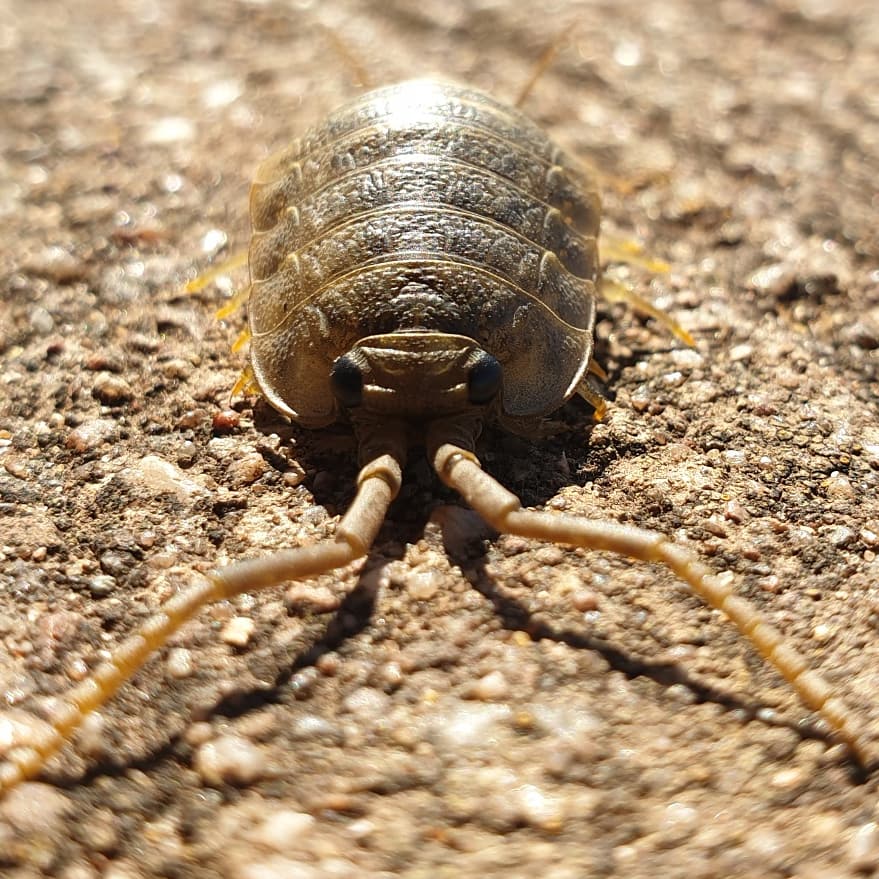 SEDwildlife's tweet photo. The #SeaSlater is a type of #crustation closely related to the #woodlouse. You may not come across them as they hide under rocks and in crevices during the day and come out to feed at night. https://t.co/lBs4ZTsgcP
