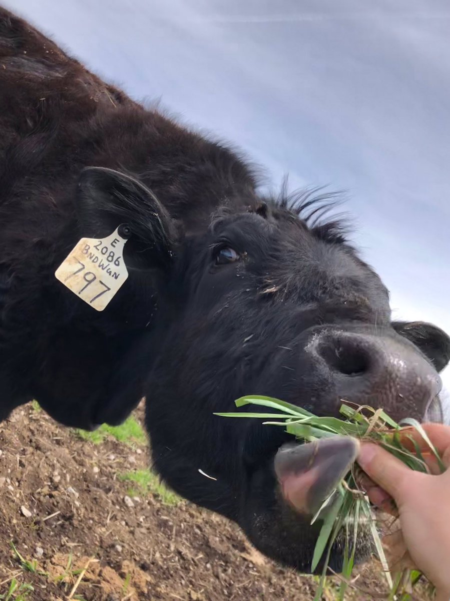 mqtthrw's tweet photo. They are loving the green grass🤠 #cattleco #beef #eatmorebeef https://t.co/qJs3FTglMR