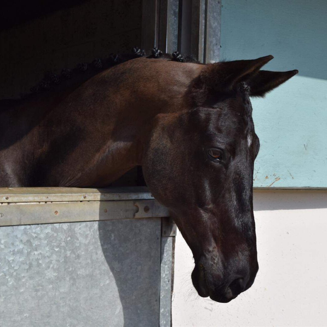 KAPshowjumping's tweet photo. Jake certainly needs to start modelling 😍 #equestrian #justjake #giveusacontract #model #equinemodel #HorseChatHour #showjumping #KAPshowjumping https://t.co/RMdn5w7gtP