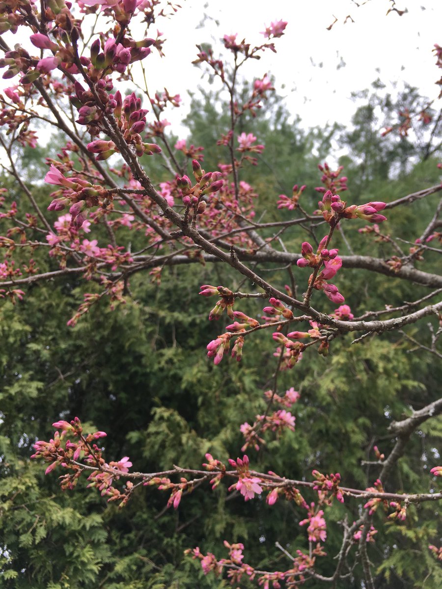 LauraClassical's tweet photo. Yesterday morning there were just a few buds ...and just now... spring made her grand entrance! #soreadyforit https://t.co/yLzqelCbFS