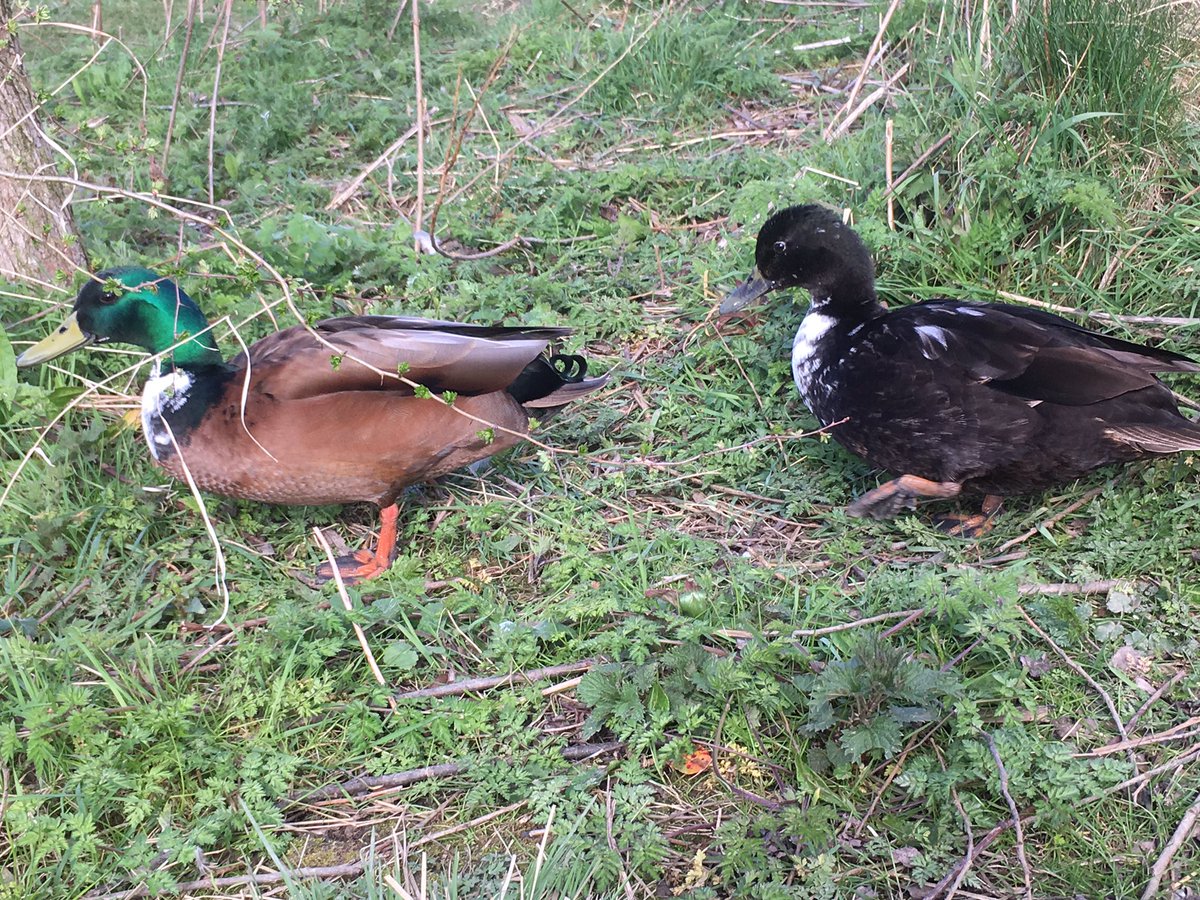 Ultra_Flamingo's tweet photo. #ducks #duck #two #peaceful #calm @elsecarheritage #lovely #calming #quack https://t.co/bABhtX76M3