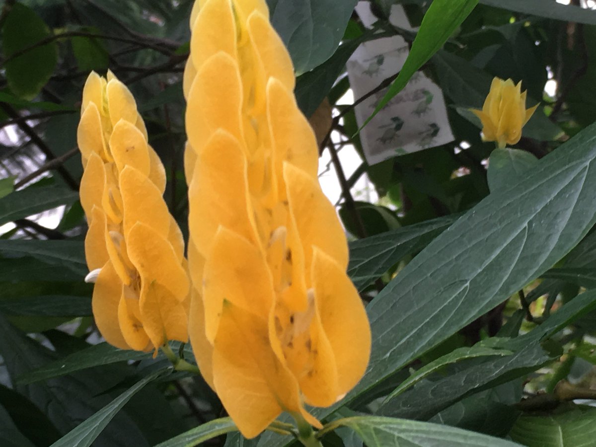 I spent 2 hours in #botanical #garden and made more than 300 #pictures . Glass house with #exotic #plants had a very warm atmosphere. A fresh and #sweet #scent inside is something that couldn't be caught in the pictures.