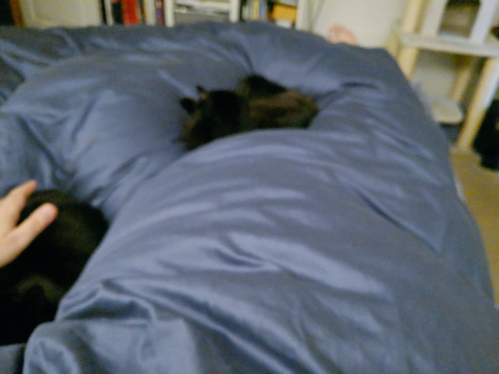 sagemonic's tweet image. I am trapped.
Send help.
#FrankieRey 
#SammyJ 
#kittybros