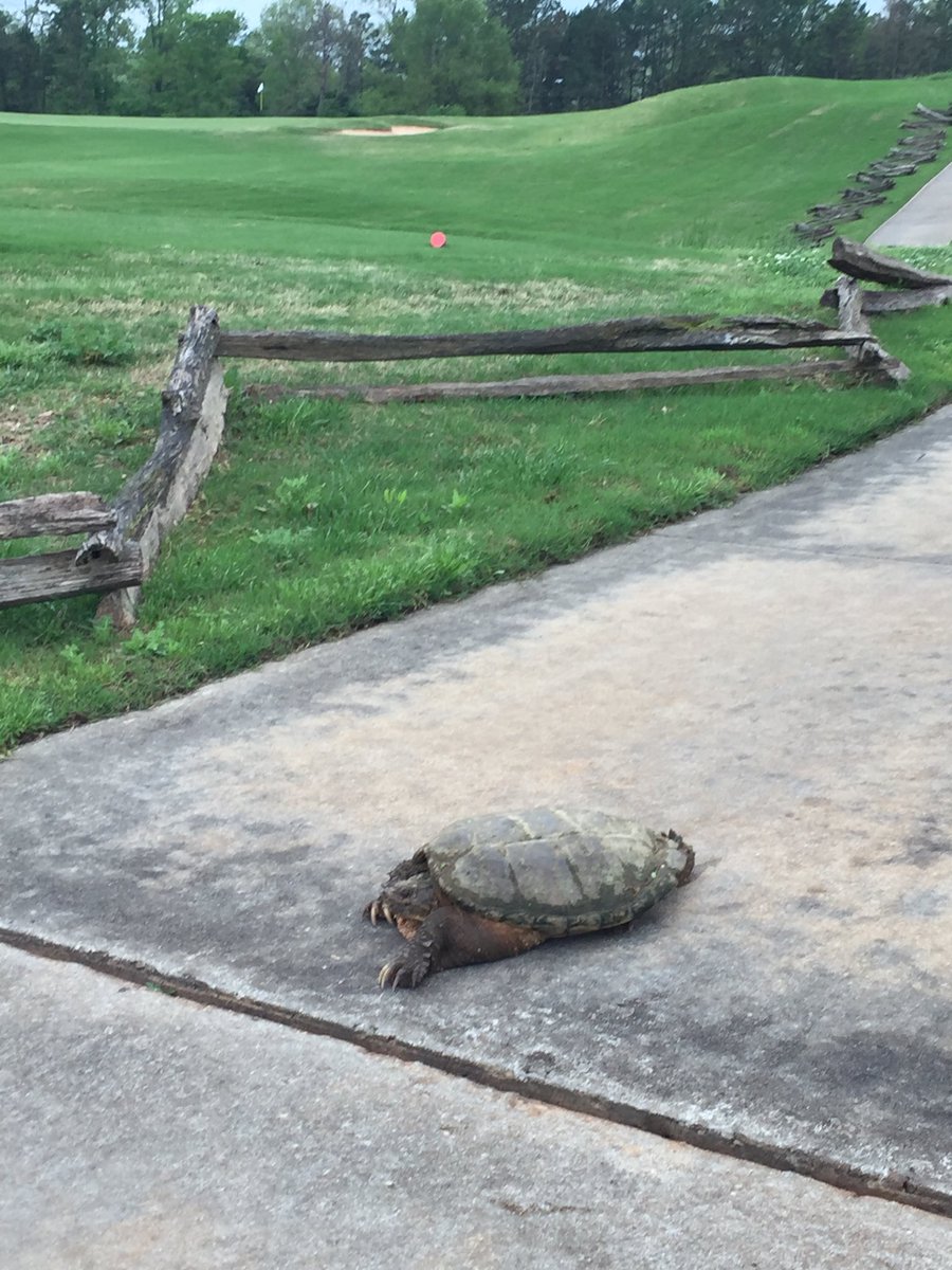 Big snapper turtle passing through Cateechee today