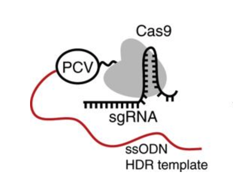 Addgene's tweet photo. Wendy Gordon's lab developed a strategy to enhance Cas9-mediated #HDR using a single-stranded oligodeoxynucleotide (ssODN) HDR template covalently attached to the Cas9-gRNA RNP complex. This increases HDR ~30-fold. Find the PCV-Cas9 at Addgene!
https://t.co/mS4oppvqQY https://t.co/DUNDaj3Hcy