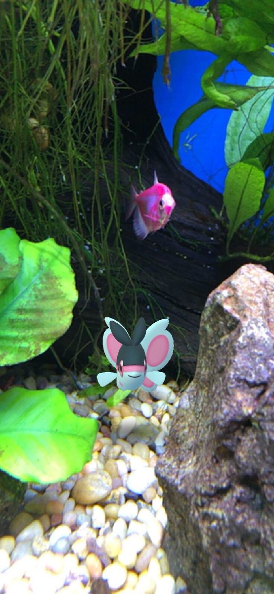 PopeDave8's tweet image. Learning about AR tricks with @amanda_abrams 😇 #ARPlus #GoSnapShot #PokemonGo