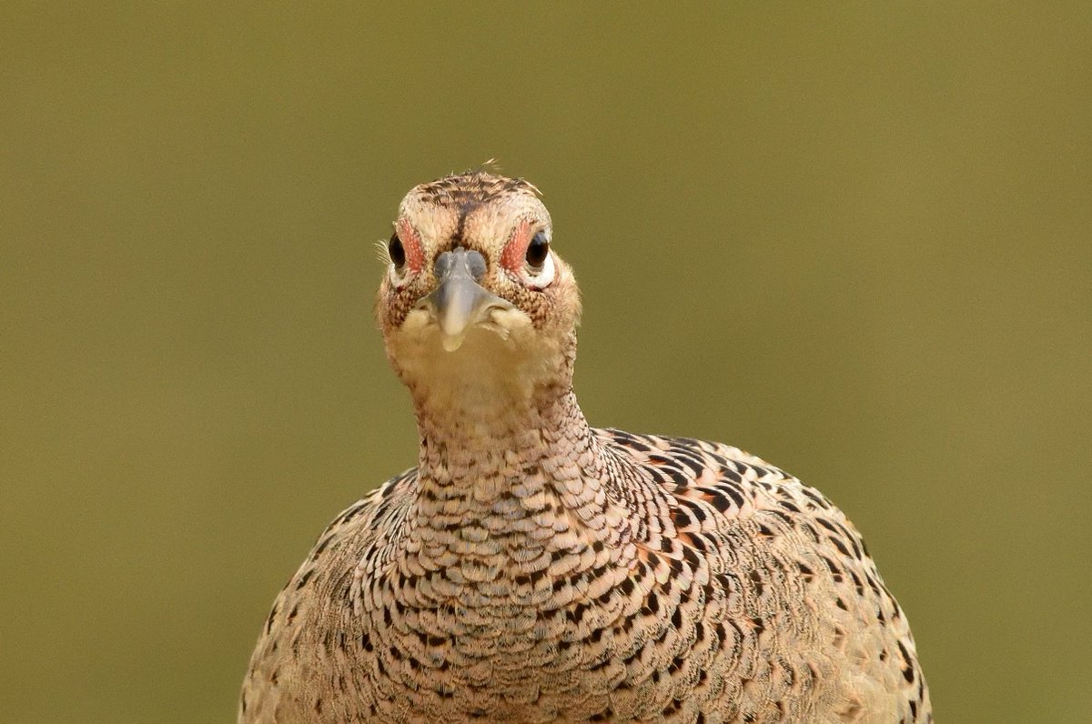 RT @CambageJo: Nuthatch, Tree Sparrow and a rather curious female Pheasant all seen at @highbatts this afternoon @BirdWatchingMag @quarry_nature @V_R_BirdSpot @nybirdnews @Birds_UK @Britnatureguide @britishbirds @wildlife_birds @PhotoSniperPaul