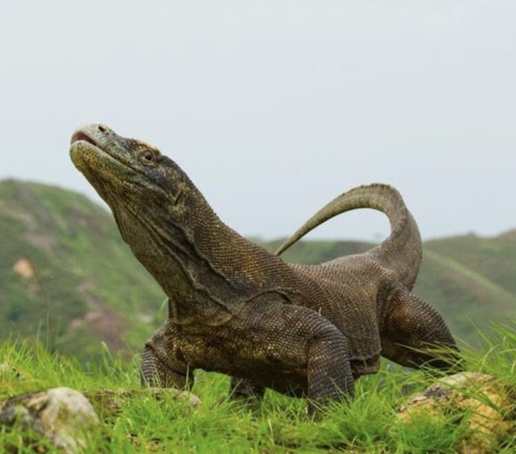 OSDNatureCenter's tweet photo. Behold! The Mother of (Komodo) Dragons!
The Komodo dragon was thought to kill large prey species with infectious saliva that spreads from a bite.  28 years later (2009) this was disproven, and a venom that speeds the bleeding is now the known cause of death from Komodo bites. https://t.co/1TXQgQyzvI