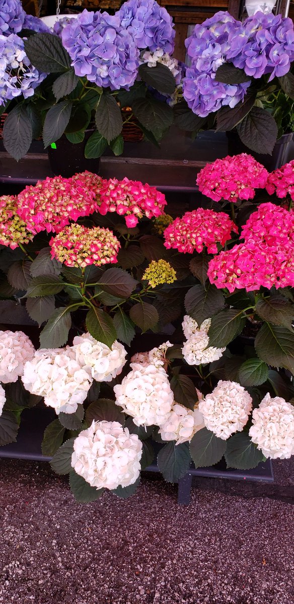 DanMitchell211's tweet photo. Wow. Thanks to our Great growers for the beautiful Spring plants https://t.co/fPaGs8moME