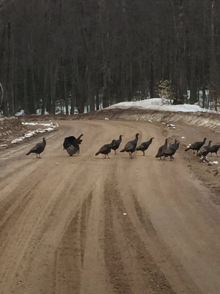 bernadet_tea's tweet photo. I decided to have a tea party. Look who showed up! What a bunch of turkeys! #sipology #lovinmysteeped #tea #turkeys https://t.co/W8g16pLCKU
