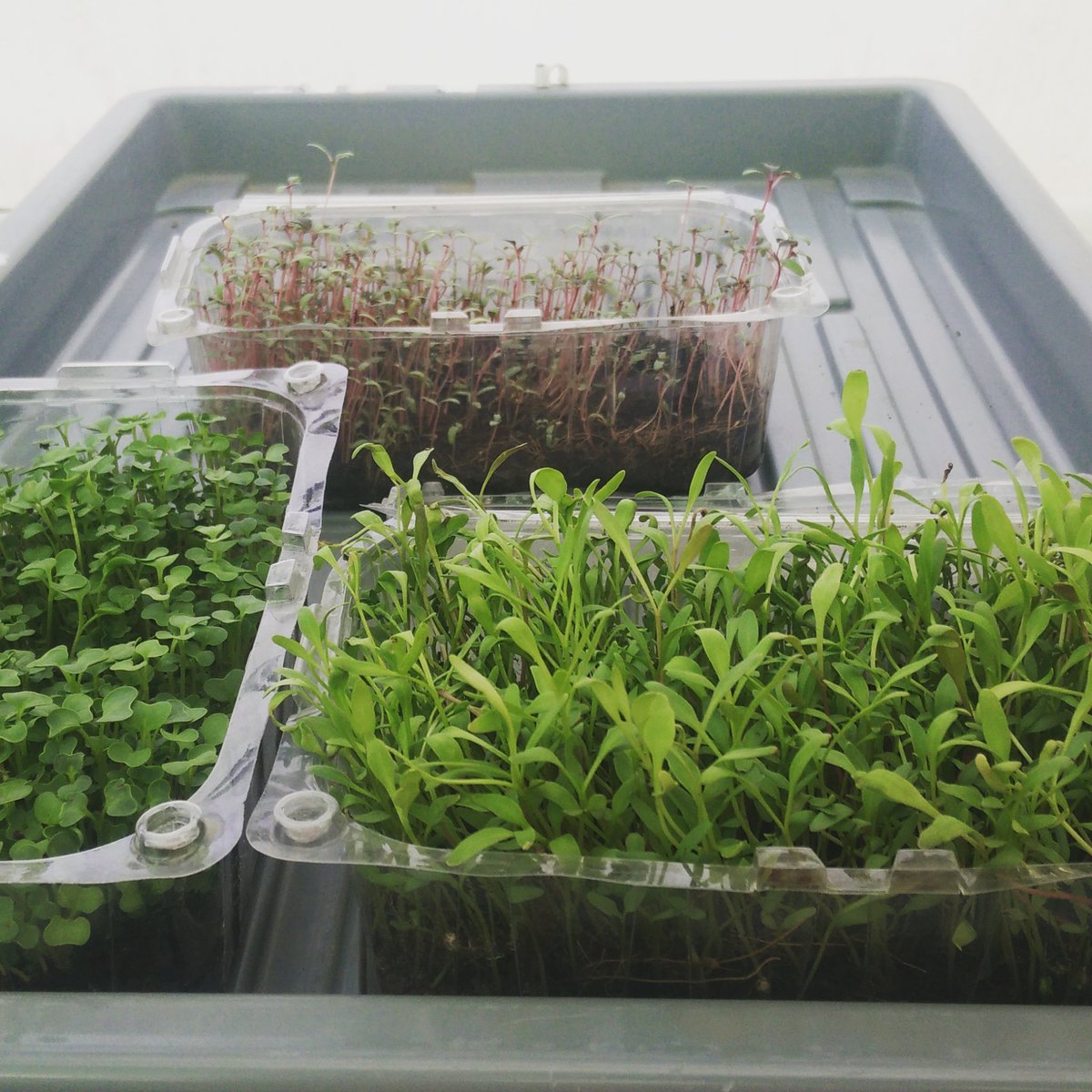 Live Hydroponic Microgreens - Kale, Red Amaranthus &amp; Spinach