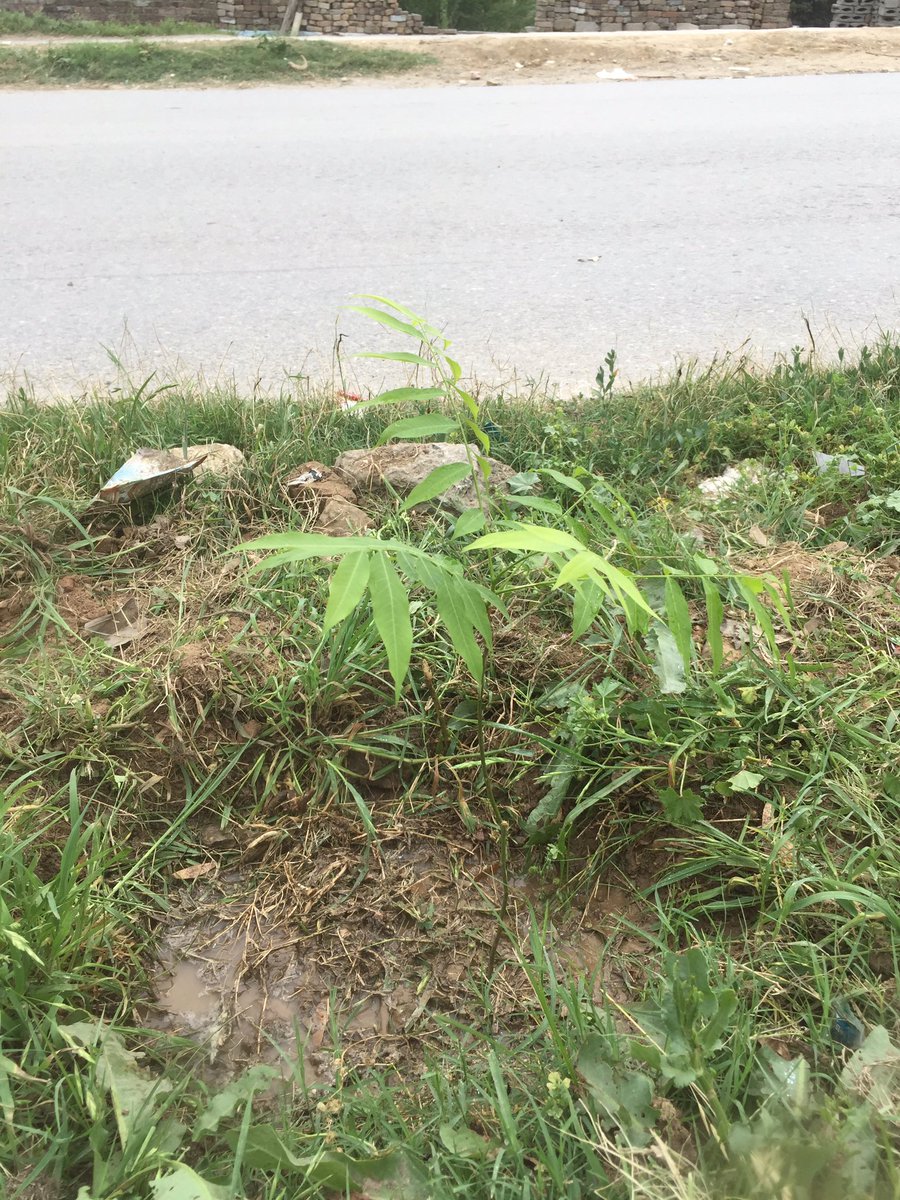 planterforce's tweet photo. Planted 3 trees today
And gave 2 trees to an individual (he will plant them in his house)
Lets make weekends special by contributing for a better Pakistan
#weekendsforpakistan #pakistanzindabad #youthofpakistan #sustainableliving #ecofriendly #cleangreenpakistan #planterforce https://t.co/MllflrjU9s